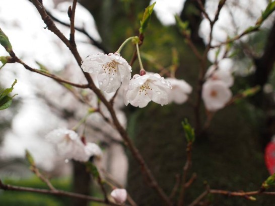 sakura