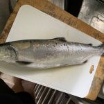 琵琶湖の魚1 ビワマス
