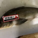 養殖活けホッケ