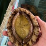 マダカアワビ