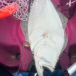 DAISOのジグサビキでヒラメ