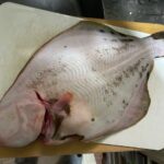 マツカワガレイ